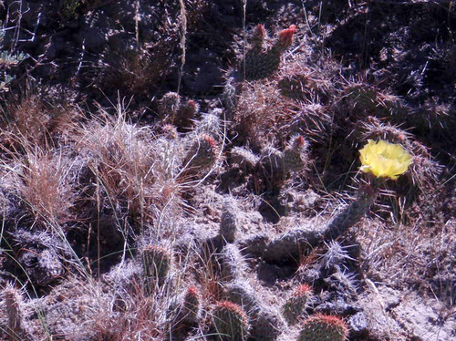 The Last Cactus Blossoms of Spring.